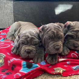 Neapolitan Mastiff Puppies from Unique Uprisings