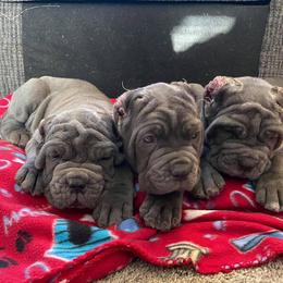 Neapolitan Mastiff Puppies from Unique Uprisings