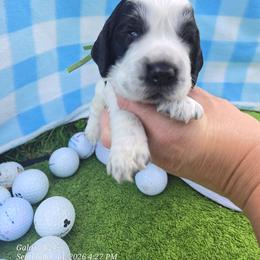Tiger Woods - Black and white male English Springer Spaniel puppy in Saginaw, Michigan from Kemerer Springers