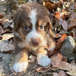 Maverick - Red tri-color male Australian Shepherd puppy in Grants Pass, Oregon from Carmel Mountain Aussies