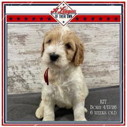 Kit - Parti female Goldendoodle puppy in North Conway, New Hampshire from Arbor Grace Doodles