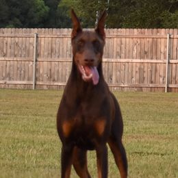 Rogue - Doberman Pinscher