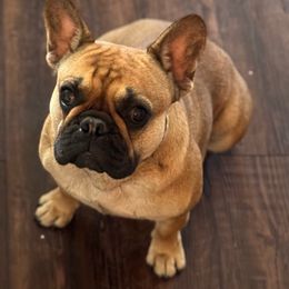 Gigi - French Bulldog