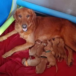 Golden Retriever Puppies from Hosmer's Golden Retrievers