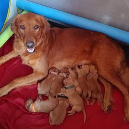 Golden Retriever Puppies from Hosmer's Golden Retrievers