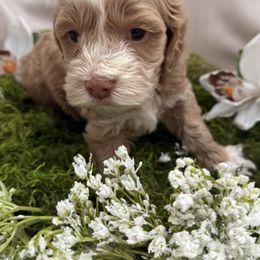 Oakley - Sable and white male Cockapoo puppy in Orem, Utah from Paradise Cockers