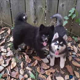 Blossom - Black and white female Siberian Husky puppy in West Liberty, Ohio from Skyfallsiberians
