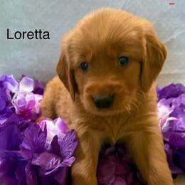 Loretta - Dark golden female Golden Retriever puppy in Winnsboro, Texas from Crimson Golden Retrievers