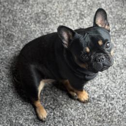 Raven - Black and tan female French Bulldog puppy in Kalispell, Montana from Grace & Grit Frenchies