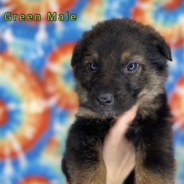 German Shepherd Puppies from K&D German Shepherds