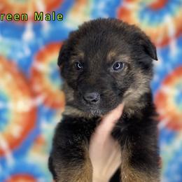 German Shepherd Puppies from K&D German Shepherds