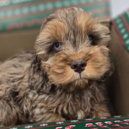 Brownie - Merle Light Eyed Female available before the holidays - Merle female Cockapoo puppy in Earleville, Maryland from Teddy Bear Cockapoos