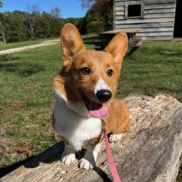 Tempest - Sable female Pembroke Welsh Corgi puppy in Fayetteville, Arkansas from Intergalactic Corgis