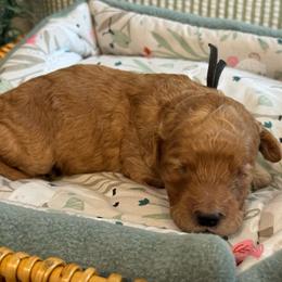 Black - Red  male Goldendoodle puppy in Hesperia, Michigan from Red Acres Poodles & Doodles