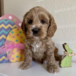 Lotus - Golden male Cockapoo puppy in Roseville, California from Darby Park Doodles