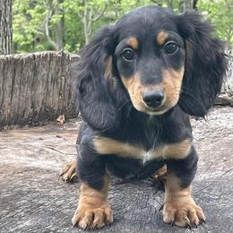 Hans - Black and tan male Dachshund puppy in Industry, Illinois from KDKs Kennels