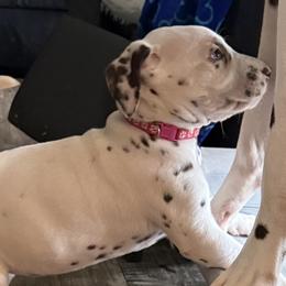 Lilo - White and liver brown female Dalmatian puppy in Hastings, Florida from Love My Spotty Dalmatians