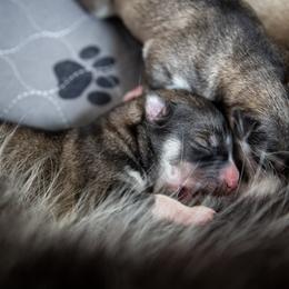 Siberian Husky Puppies from Ivie Huskies