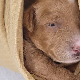 Girl 2 - Double Doodle puppy in Georgia from Snug-a-Doodles