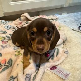 Latte - Chocolate female Dachshund puppy in North Richland Hills, Texas from Ein Dachshund