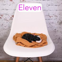 Eleven - Tri-color female Bernedoodle puppy in Calhoun, Georgia from Happy Top Doodles