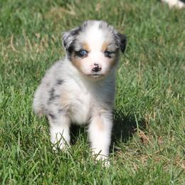 Jada - Blue merle female Miniature American Shepherd puppy in Tiskilwa, Illinois from First Harmony Farms