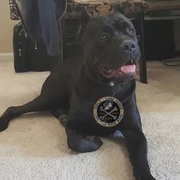Cane Corso All Grown Up from Triple H Cane Corso