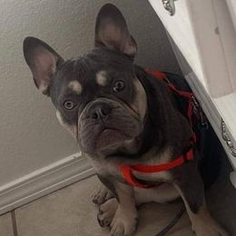Luxe - French Bulldog