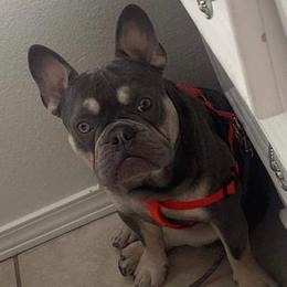 Luxe - French Bulldog