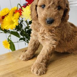 Bernedoodle and Goldendoodle Puppies from Dose of Doodles
