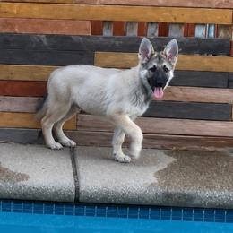 Gorlock the destroyer of worlds - Sable male German Shepherd puppy in Yuba City, California from Barton’s German Shepherds