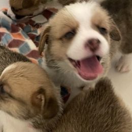 Pembroke Welsh Corgis from Central KY Corgis