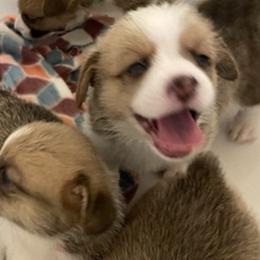 Pembroke Welsh Corgis from Central KY Corgis