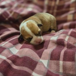 Purple Collar - Red female Pembroke Welsh Corgi puppy in Fallon, Nevada from Fuzzy Butt Corgies