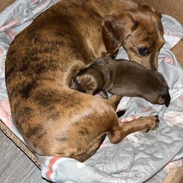 Sable boy - Sable male Dachshund puppy in Gulfport, Mississippi from Candy & Caits Farmstead Mini Doxies