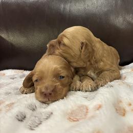 Boy 2 - Red male Cockapoo puppy in Bristow, Oklahoma from 10-Acre Woods Cockapoos