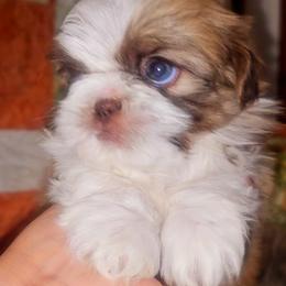 Shih Tzu Puppies from Shantii's Shih Tzu's