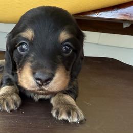 Dachshunds from S&H Teenie Weenie Dachshunds