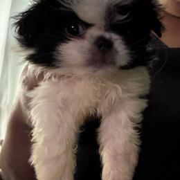 Girl 1 - White and black female Japanese Chin puppy in Connecticut from Lissette's pups chins and bullies