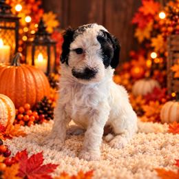 Cookie - Black and white female Cavapoo puppy in Myrtle Beach, South Carolina from Colorful-K9'S