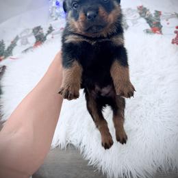 Primo - Black and mahogany male Rottweiler puppy in Denver, Colorado from DR