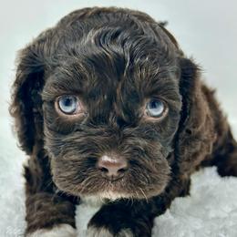 Black collar boy - Brown and tan male Cockapoo puppy in Oologah, Oklahoma from Timber Hills Poodles and Doodles