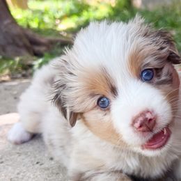Rikki - Red merle Miniature Australian Shepherd puppy in San Antonio, Texas from Firefly River Mini Aussies