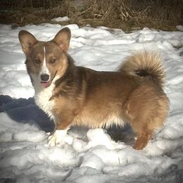 Gunner - Pembroke Welsh Corgi