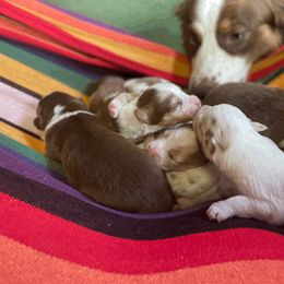 "Ari & Z's Babies" Australian Shepherd Puppies from Carolina Aussies