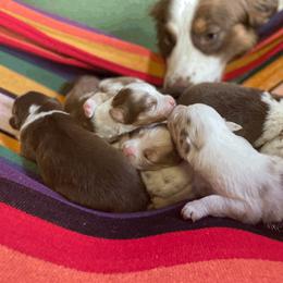 "Ari & Z's Babies" Australian Shepherd Puppies from Carolina Aussies