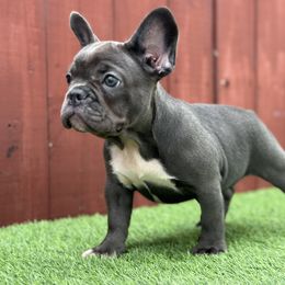 French Bulldog Puppies from Xklusive frenchies