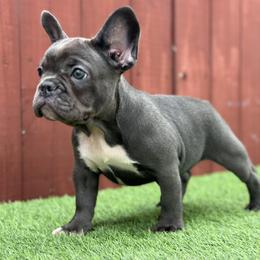 French Bulldog Puppies from Xklusive frenchies