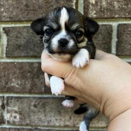 Rain - Black sabled fawn female Chihuahua puppy in Michigan from Fanciful Thrills Kennel