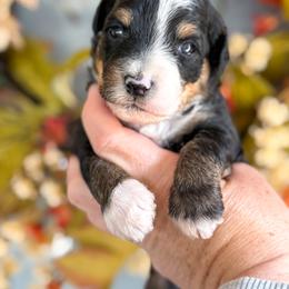 Onyx 🖤 - Black tri-color male Aussiedoodle puppy in Granbury, Texas from Triple Cross Doodles